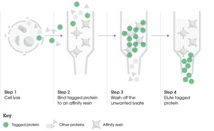 <p>How do gene fusions aid in the purification process? (2)</p>