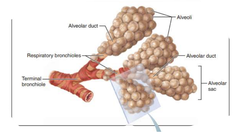 <p>Bronchioles </p><p>1mm</p>