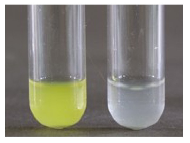 Lab Practical 3 Test and Flashcards