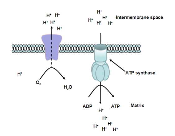 <p><strong>Proton Gradient Formation:</strong></p><p>During the ETC, protons are pumped across the inner mitochondrial membrane/ the intermembrane space</p><p><strong>Proton Flow Through ATP Synthase:</strong></p><p>ATP synthase, acting as a molecular machine, utilizes proton flow to induce mechanical changes</p><p><strong>Mechanical Energy Conversion:</strong></p><p>The spinning rotor converts mechanical energy into chemical energy.</p><p><strong>ATP Synthesis:</strong></p><p>ATP synthase catalyzes the synthesis of ATP from ADP and Pi in response to the mechanical changes.</p><p><strong>Release of ATP:</strong></p><p>Newly synthesized ATP is released and becomes available for cellular energy needs</p>