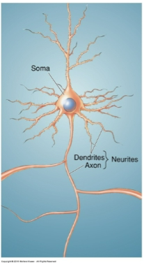 <p>Cell body (soma).</p><p>Axon.</p><p>Dendrites.</p>