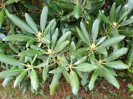 <p><em>Rhododendron maximum</em></p><p>simple/alternate</p>