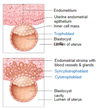 <p>These modified cells become the maternal contribution to the placenta if pregnancy occurs.</p>