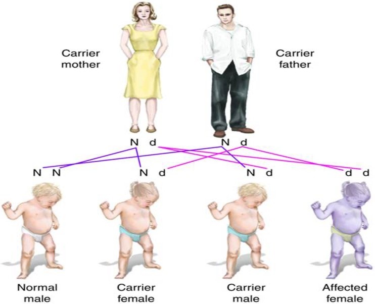 <p>Autosomal recessive inheritance pattern</p>