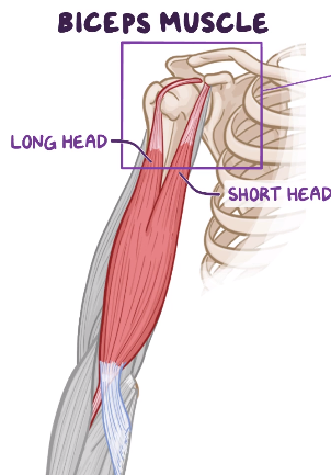 <p>Biceps muscle converges on</p>