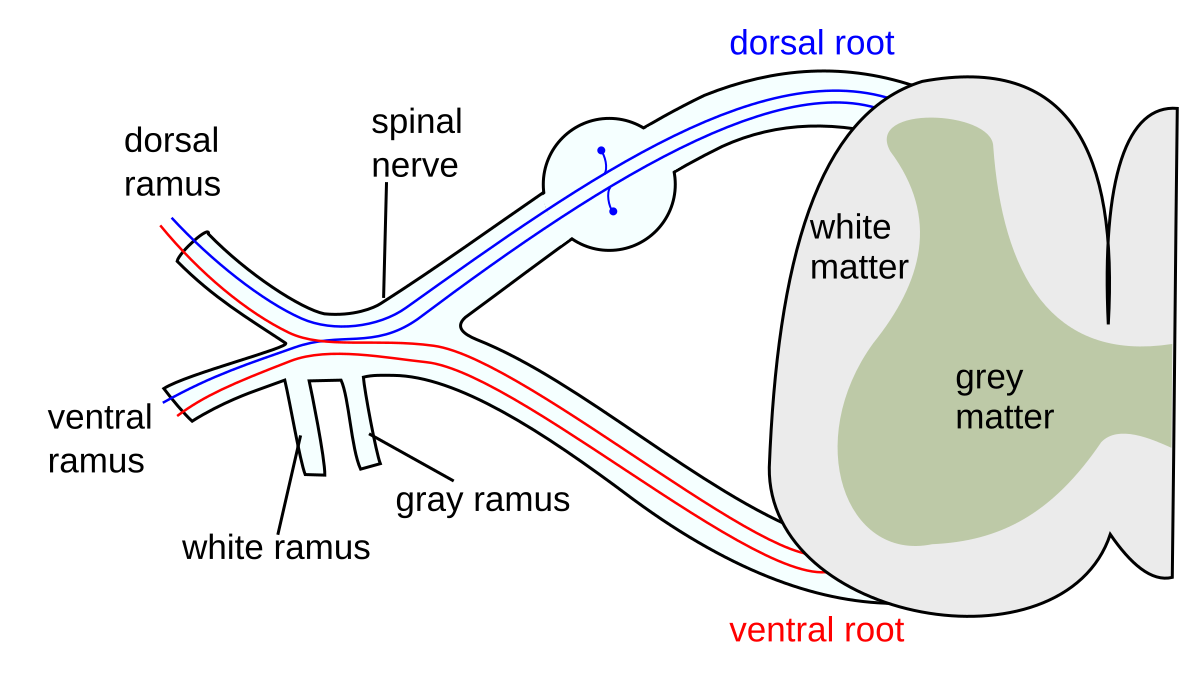 <p>Describe the anatomy of a typical spinal nerve, including its origin and branches. (4)</p>