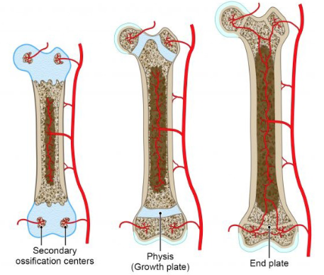 <p><strong>Secondary ossification centers</strong> form in the <strong>epiphysis</strong> after birth.</p><p>The process continues until only the <strong>physis (growth plate)</strong> remains of the original cartilage framework.</p><p>New cartilage is produced in the <strong>zone of proliferation</strong> and resorbed in the <strong>zone of resorption</strong> to elongate the bone.</p><p>The growth plate is maintained until <strong>maximal growth</strong> is achieved.</p><p>Finally, <strong>epiphyseal closure</strong> occurs, fusing the <strong>epiphyseal</strong> and <strong>diaphyseal marrow cavities</strong>.</p>