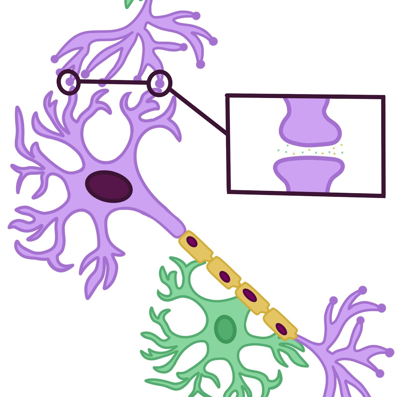 <p>Junction <span class="tt-bg-green">between</span> an <span class="tt-bg-green">axon and another cell</span></p>