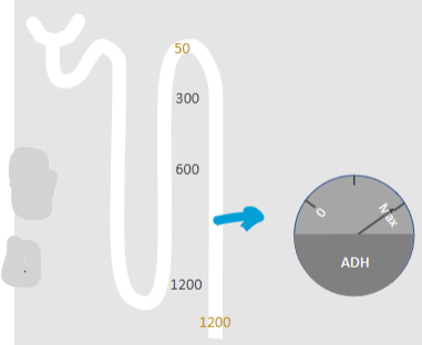<p>❀ ADH is the osmoregulatory hormone.</p>