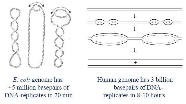 <p>Bacteria DNA replication initiates from a single origin:eukaryotes use multiple origins</p>