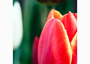 <p>tulip</p>