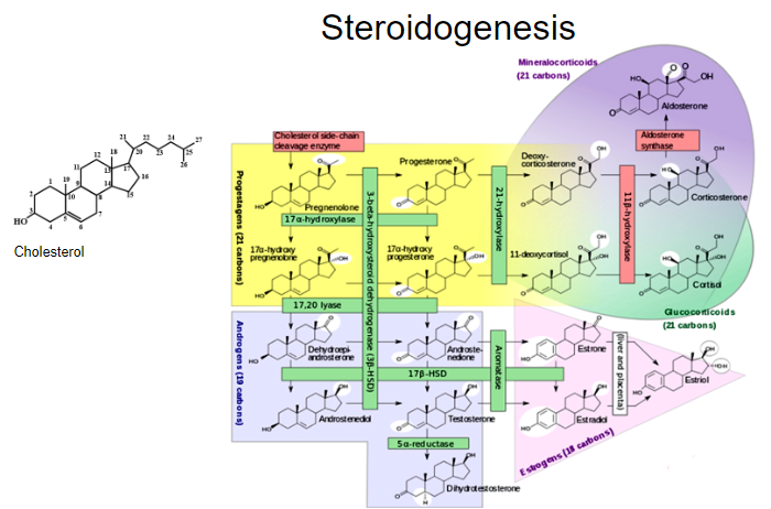 <p>Steroidogenesis is the biological process by which steroids are generated from cholesterol and transformed into various steroid hormones.</p>