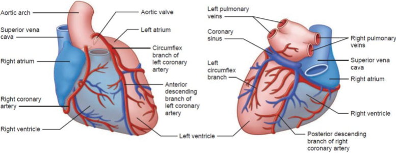 <p>Two coronary arteries originate from the left side of the heart.</p><p>They are the Left Main Coronary Artery (LMCA) and the Left Anterior Descending Artery (LAD).</p><p>The LMCA arises from the left coronary sinus of the aorta.</p><p>The LAD branches off from the LMCA and runs along the interventricular groove toward the apex of the heart.</p>