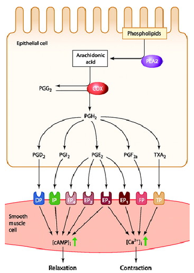 <p><strong>Prostaglandins</strong> (PGE and PGF) induce <strong>myometrial contraction</strong>.</p><p>They play a role in <strong>dysmenorrhoea</strong> (severe menstrual pain), <strong>menorrhagia</strong> (severe menstrual blood loss), and <strong>pain after parturition</strong>.</p><p><strong>NSAIDs</strong> (Non-Steroidal Anti-Inflammatory Drugs) are effective in reducing <strong>contraction and pain</strong> by inhibiting prostaglandin production.</p><p><strong>Oxytocin</strong> stimulates the release of <strong>prostaglandins</strong>, further promoting uterine contraction.</p>