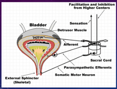 <p>✶Sensory (afferent): Provides sensation (awareness) of fullness and pain from disease.</p><p>✶Motor (efferent): Causes contraction and relaxation of detrusor muscle and external sphincter to control micturition.</p>