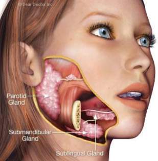 <p>-Chemical digestion begins with salivary glands.</p><p></p><p>-----Parotid (mumps)</p><p>---Submandibular</p><p>---Sublingual</p>