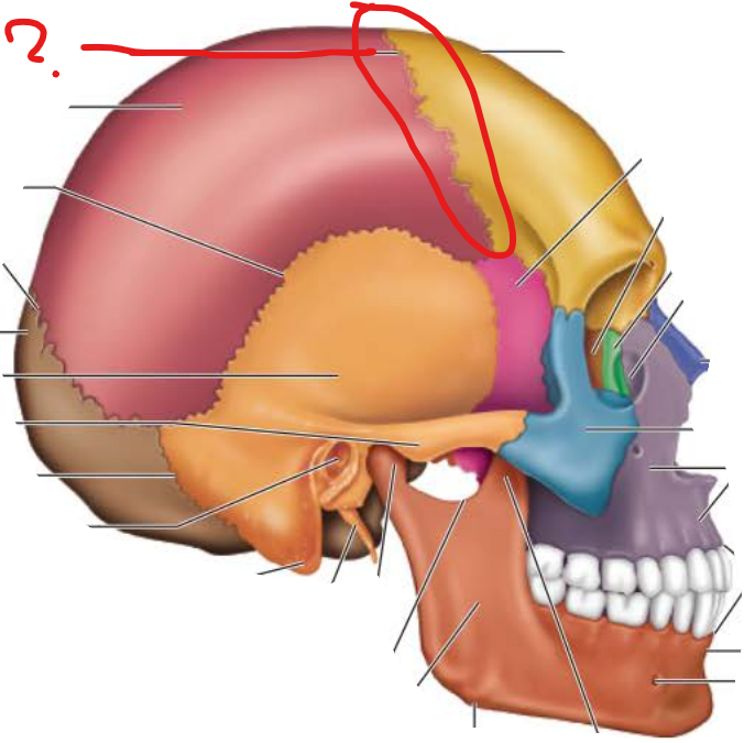 <p>Coronal Suture</p>