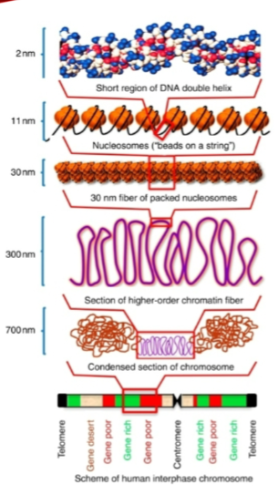 <p>DNA methylation, which regulates gene expression.</p><p>Histone modification, which affects chromatin structure and gene expression.</p><p>X-inactivation, which silences one of the X chromosomes in females.</p><p>Genomic imprinting, where the expression of certain genes depends on the parent of origin.</p><p>Pharmacoepigenetics, which studies how epigenetic changes influence drug response.</p>