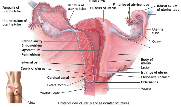 <p>Label this diagram. </p>