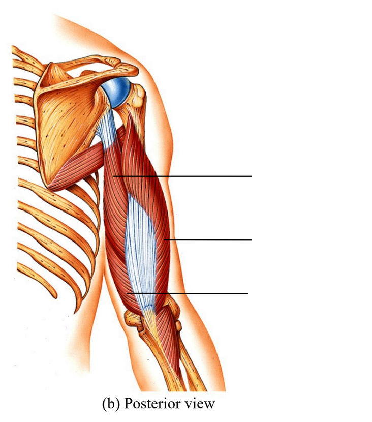 <p>What muscles is this and what does it do?</p>