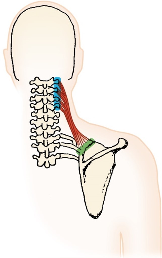 <p>levator scapula</p>