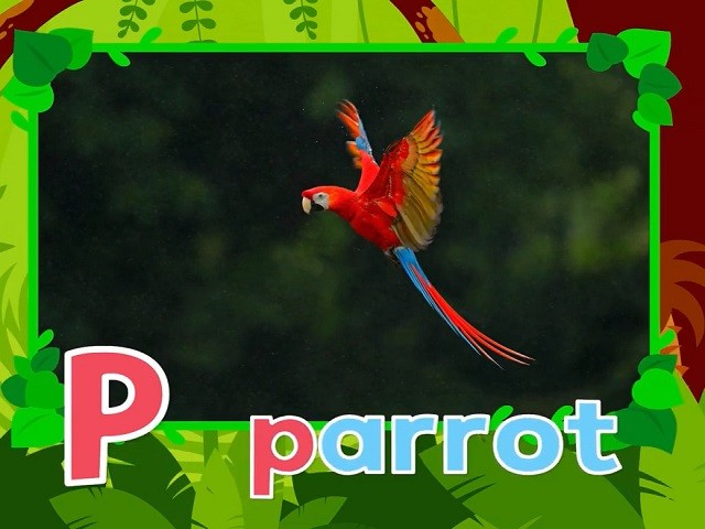 <p>parrot</p>