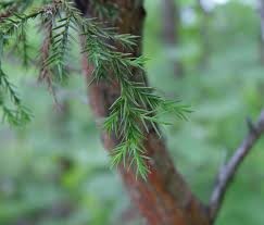 <p><em>Juniperus virginiana</em></p>