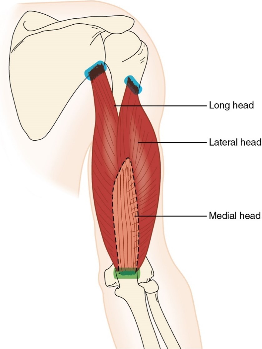 <p>triceps brachii</p>