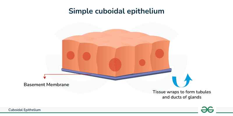 <p>Single-layered, cube-shaped cells. They have a central nucleus.</p>