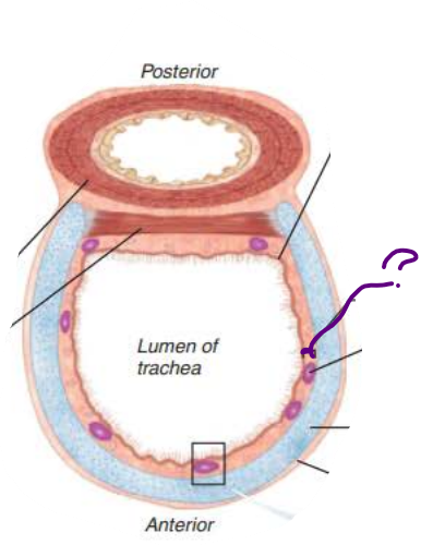 <p><strong>Trachea</strong></p><p>the ___________ is deep to the _______</p><p><em>Connective tissue&nbsp;</em></p><p><em>Seromucous glands</em></p><p><em>Supported by 16-20 C-shaped rings of hyaline cartilage&nbsp;&nbsp;</em></p>