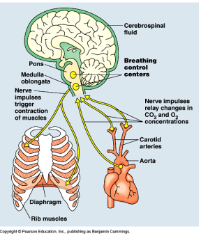 <p>-The brain stem is mostly sensitive to <strong>levels of CO<sub>2</sub></strong><sub> </sub>(not levels of oxygen) for the <span class="tt-bg-yellow">regulation of the respiratory rate</span>.</p><p>-The medulla oblongata and pons monitor the carbon dioxide and pH levels in the <strong>blood and cerebrospinal fluid.</strong></p><p>-Normal blood pH is <span class="tt-bg-yellow">7.4</span></p>