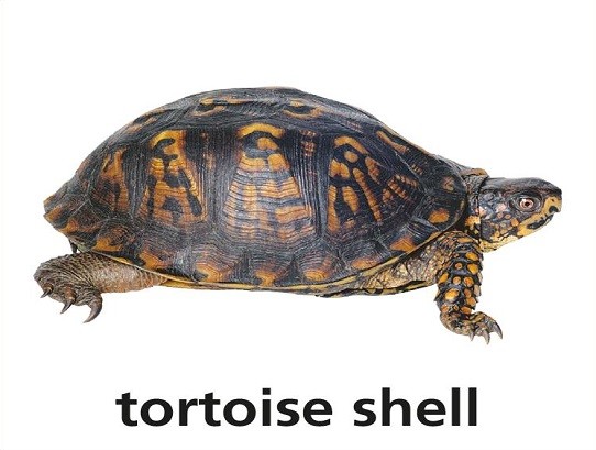 <p>tortoise shell</p>