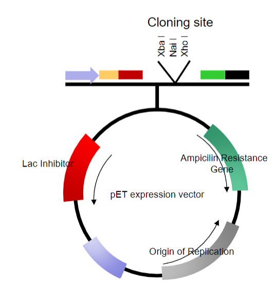 <p>Can be linearized at one or more sites in non-essential stretches of DNA</p><p>Can have DNA inserted into them</p><p>Can be re-circularized without loss of the ability to replicate</p><p>Often modified to replicate at high multiplicity (copy number) within a host cell</p><p>Contain selectable markers</p><p>Most are relatively small, 4-5kb in size</p>