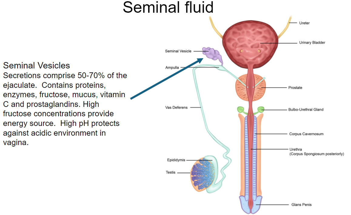 <p><strong>Contribution to Ejaculate</strong>: Secretions from the seminal vesicles comprise <strong>50-70% of the ejaculate</strong>.</p><p><strong>Nutritional Components</strong>: Contains <strong>proteins, enzymes, fructose, mucus, vitamin C,</strong> and <strong>prostaglandins</strong>.</p><p><strong>Energy Source</strong>: <strong>High fructose concentrations</strong> provide a crucial <strong>energy source</strong> for sperm.</p><p><strong>pH Regulation</strong>: The secretion has a <strong>high pH</strong>, which helps to <strong>protect sperm</strong> against the acidic environment of the vagina.</p><p><strong>Function of Prostaglandins</strong>: Prostaglandins are involved in <strong>sperm motility</strong> and may facilitate <strong>smooth muscle contractions</strong> in the female reproductive tract.</p>