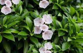 <p><em>Kalmia latifolia</em></p><p><em>Simple/Alternate</em></p>