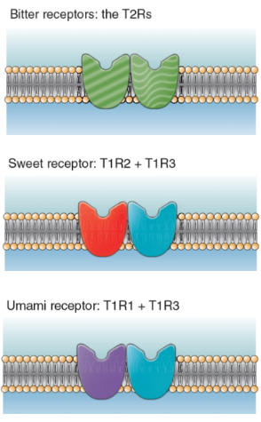 <p>Bitter substances are detected by the T2Rs.</p><p>Sweet substances are detected by the T1R2 and T1R3 proteins.</p><p>Umami substances are detected by the T1R1 and T1R3 proteins.</p>