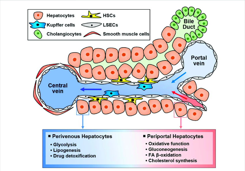 <p>★Cholesterol, lecithin, bile acids, and bile pigments (such as bilirubin, biliverdin, urobilin, etc.).</p>