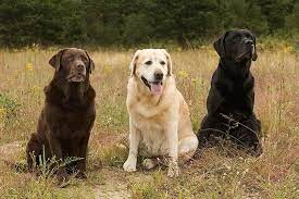 <p> (Retrievers, spaniëls en waterhonden)</p>