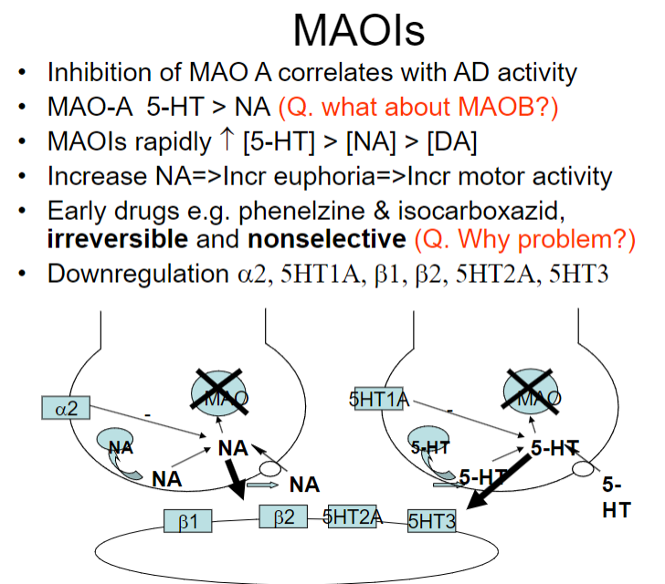 <p><strong>Inhibition of MAO-A:</strong> Inhibiting MAO-A is linked to antidepressant (AD) activity, as it affects serotonin (5-HT) more than norepinephrine (NA).</p><p><strong>Effect on neurotransmitters:</strong> MAOIs rapidly increase 5-HT &gt; NA &gt; dopamine (DA) levels.</p><p><strong>Increase in NA:</strong> Leads to euphoria and increased motor activity.</p><p><strong>Early drugs (e.g., phenelzine, isocarboxazid):</strong> Irreversible and nonselective, which can be problematic due to side effects and interactions (e.g., with tyramine).</p><p><strong>Downregulation:</strong> MAOIs cause downregulation of receptors like α2, 5HT1A, β1, β2, 5HT2A, and 5HT3.</p>