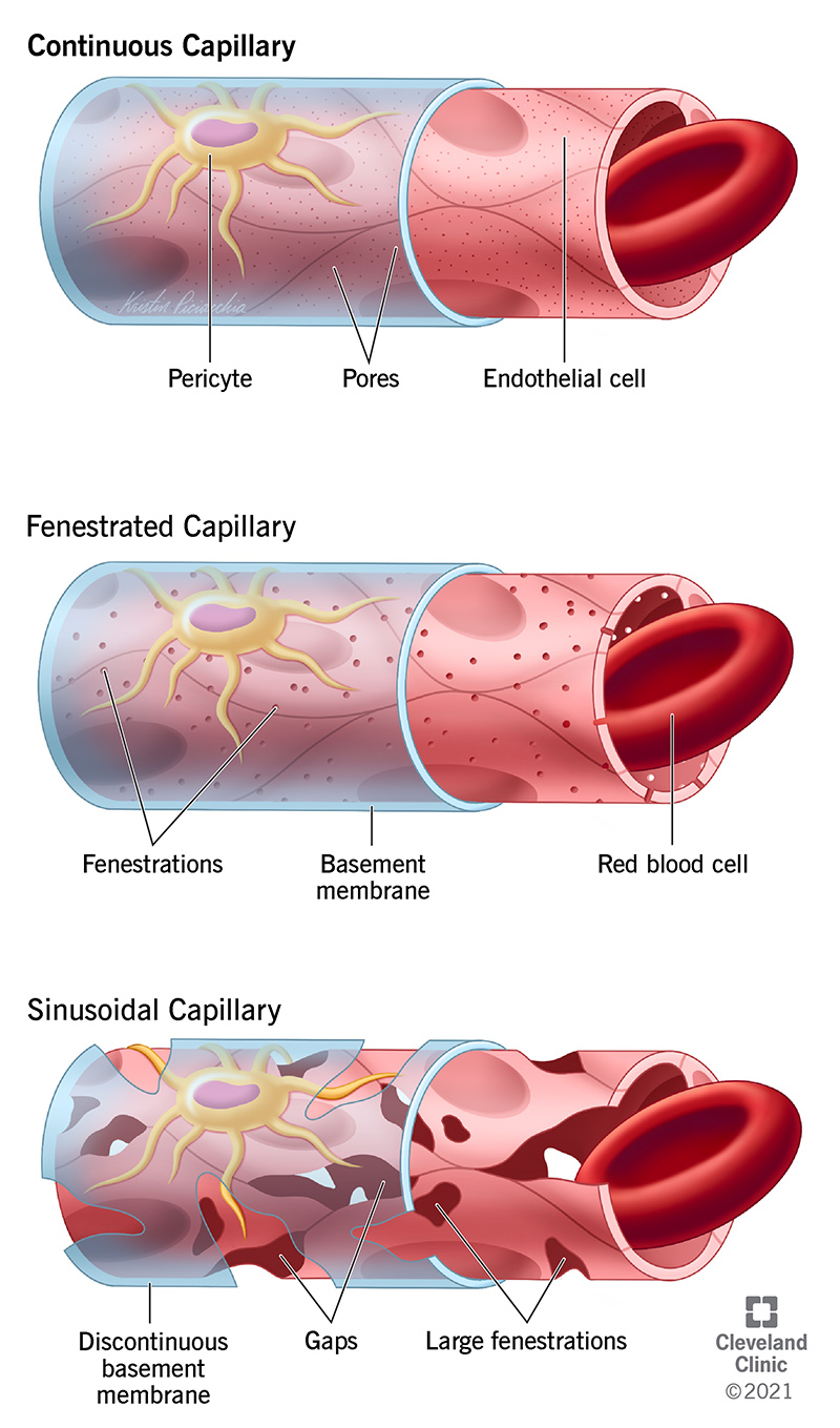 <p>• Moderate permeability; tight gaps between neighbouring cells; constant basement membrane• Blood-brain barrier</p><p>• muscle, skin, fat, connective tissue</p>