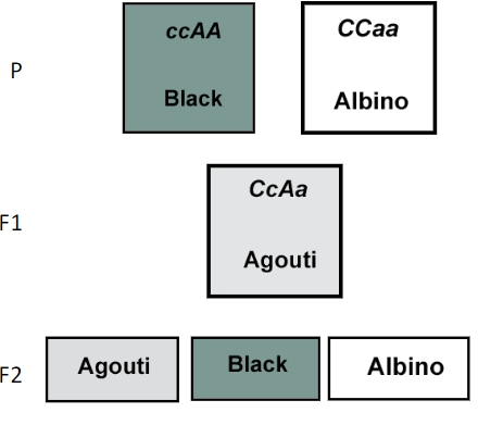 <p>You cross two F1 agouti rats, what phenotypic ratio will you see in the F2?</p>