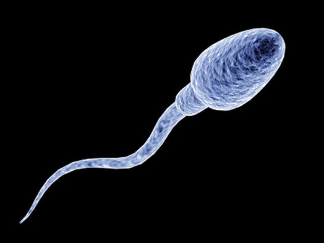 Sperm cell