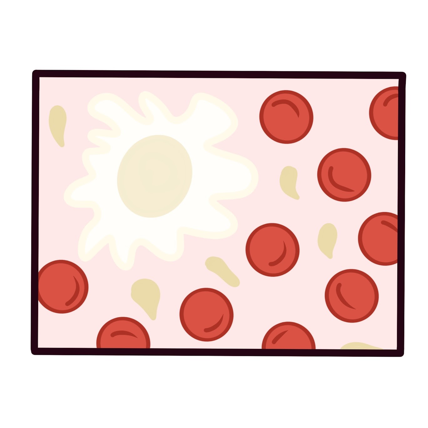 <p>-Fluid ECM (plasma, no fibers)</p><p>-Red blood cells</p><p>-White blood cells</p><p>-Cell Fragments</p>