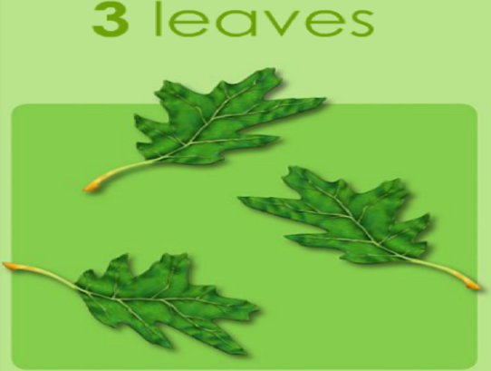 leaves three