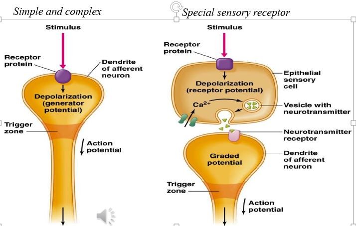 <p><strong>Simple- </strong>neurons with free nerve ending (pain, tickle, itch, temp)</p><p></p><p><strong>Complex-</strong> have nerve endings enclosed in connective tissue capsules (touch, pressure, vibration)</p><p></p><p><strong>Special sensory receptors- </strong>cells that release neurotransmitters onto sensory neurons initating action potential (vision, hearing, taste, smell) </p>