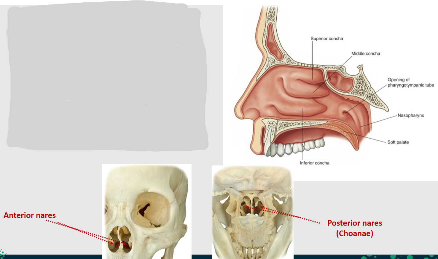 <p>The nasal cavity opens posteriorly into the nasopharynx through the choanae (posterior nares).</p>