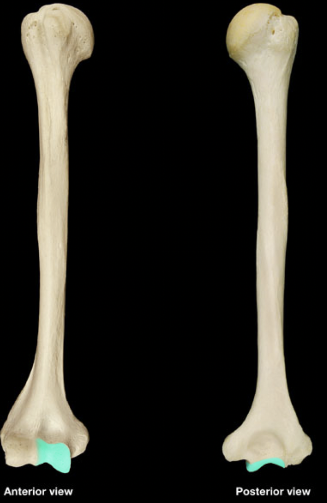 <p>humerus</p>