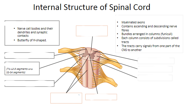 <p>Lable the Internal Structure of Spinal Cord: (11)</p>