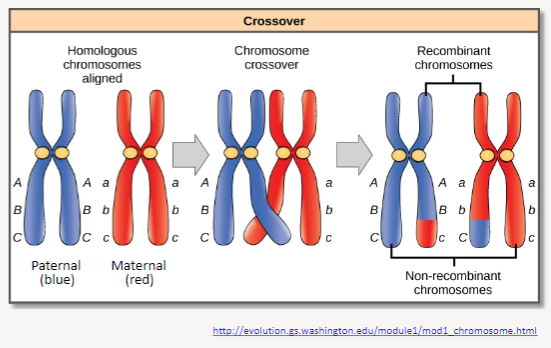 <p><strong>Definition</strong>: Homologous recombination involves crossing over, which is the reciprocal breaking and re-joining of homologous chromosomes during meiosis.</p><p><strong>Result</strong>: This process results in the exchange of chromosome segments between homologous chromosomes.</p><p><strong>Significance</strong>: It leads to new allele combinations, increasing genetic diversity within a population and contributing to evolution.</p>