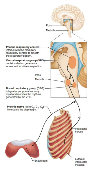 <p>ventral respiratory group</p><p>inspiratory neurons</p><p>phrenic</p><p>intercostal</p><p>diaphragm </p><p>external intercostal </p>